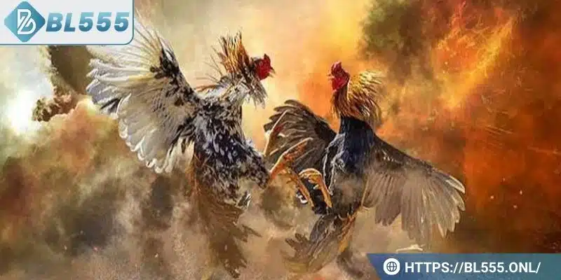 Đá gà cựa sắt được hiểu là gì