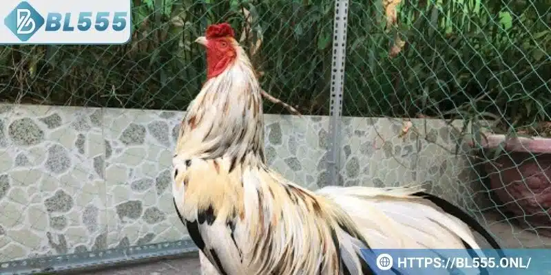 Đọc ngay bí kíp giúp chơi gà ngũ sắc dễ thắng